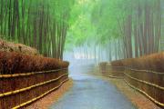 「竹の径」及び竹林