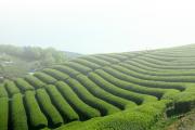 大福集団茶園