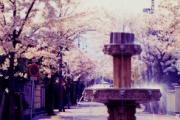 桜の径