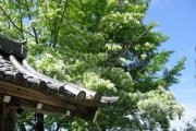 頼光寺