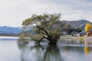 池に浮かぶマルバヤナギ