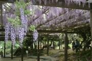 才ノ神の藤公園